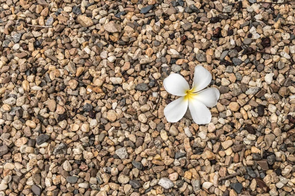 Petits Graviers Avec Fleur Plumeria Blanche — Photo