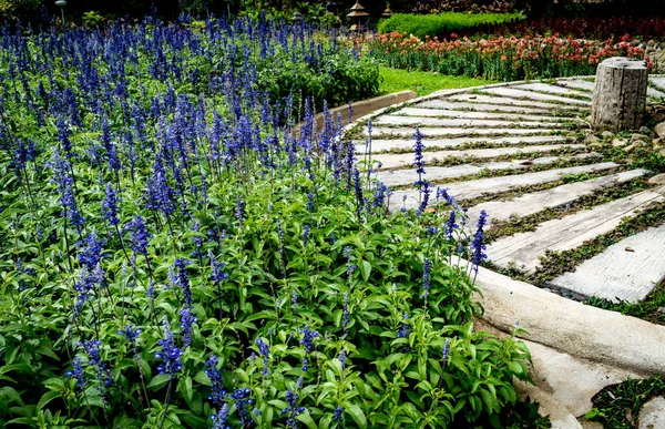 Cama Flores Salvia Azul Con Sendero Parque — Foto de Stock