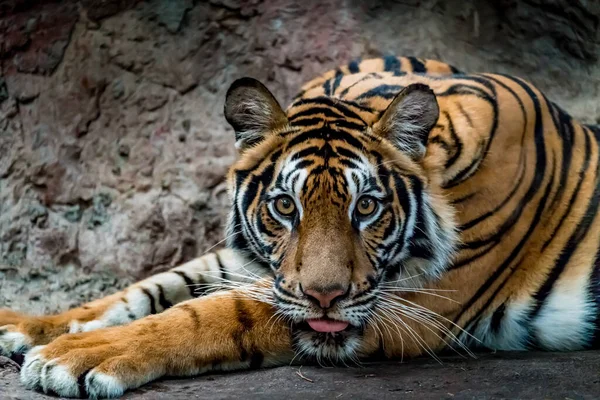 Zbliżenie Obrazu Bengalskiego Tygrysa — Zdjęcie stockowe
