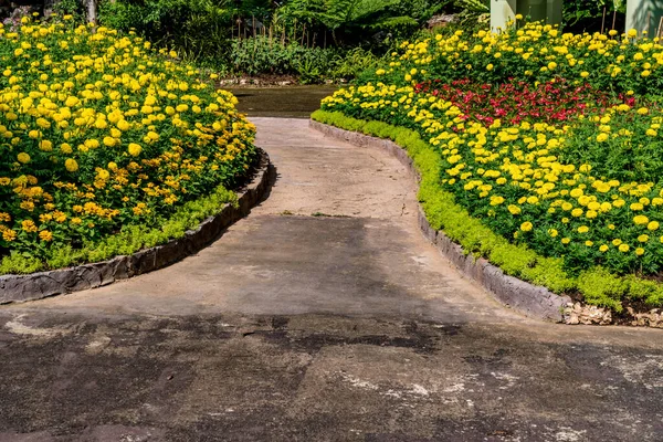 Caminho Concreto Com Flores Amarelas Parque — Fotografia de Stock