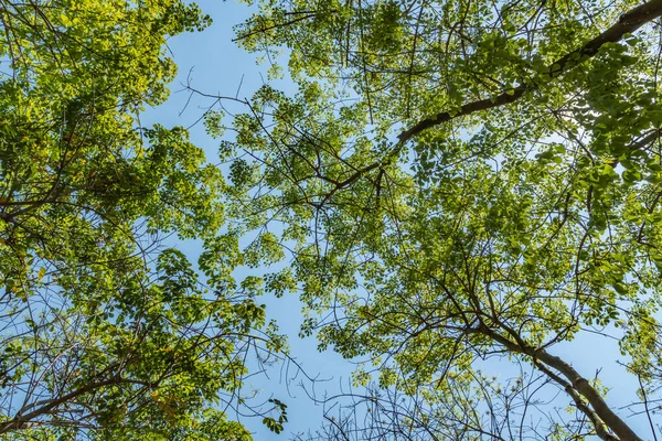 青空が広がる緑の木々の上 — ストック写真