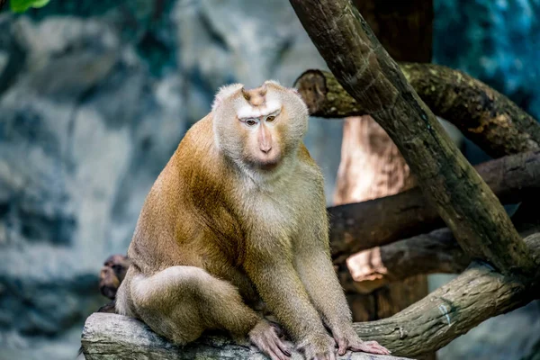 Alter Brauner Affe Sitzt Auf Ast — Stockfoto