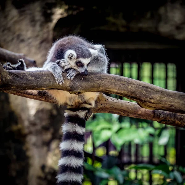 Fauler Lemur Liegt Auf Ast — Stockfoto