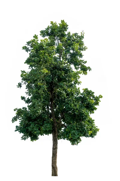 Albero Verde Isolato Sfondo Bianco — Foto Stock