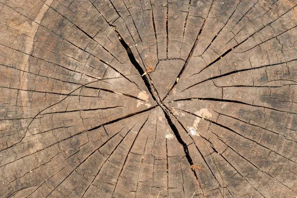 Tree Bark Texture Simple Background — Stock Photo, Image