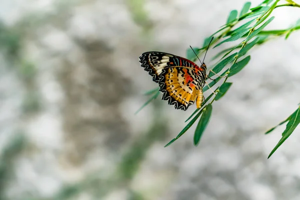 Borboleta Folhas Verdes Planta — Fotografia de Stock