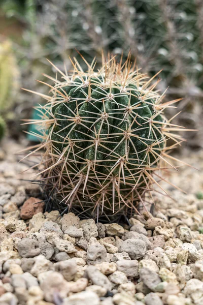 Cactus Verde Sobre Grava Pequeña —  Fotos de Stock