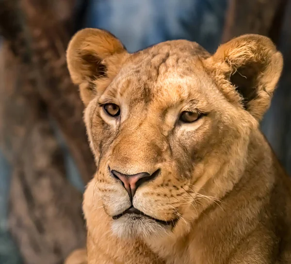 Female Lion Lioness Ground — Stock Photo, Image