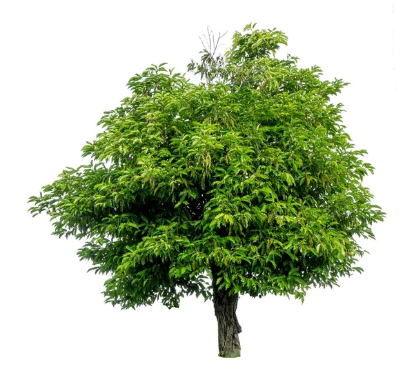 Albero Verde Isolato Sfondo Bianco — Foto Stock