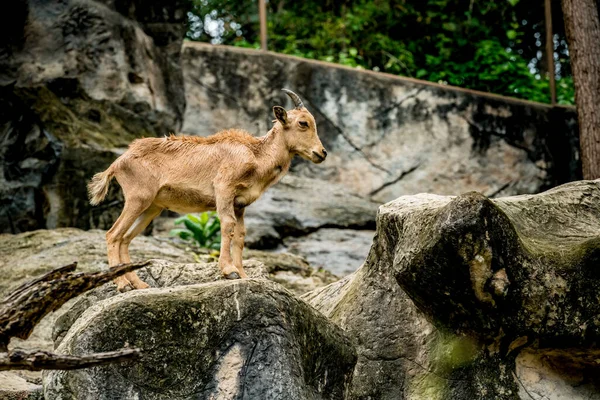 Jovem Montanha Grande Chifre Ovelhas Rocha — Fotografia de Stock