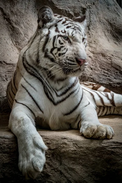 Närbild Vit Bengalisk Tiger — Stockfoto