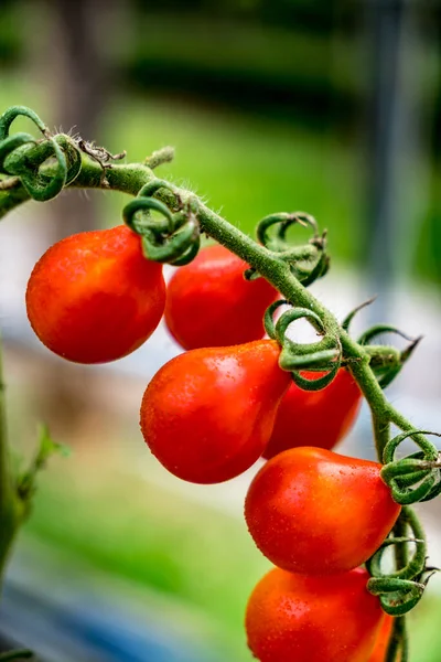 Κόκκινες Ντομάτες Στο Αγρόκτημα — Φωτογραφία Αρχείου