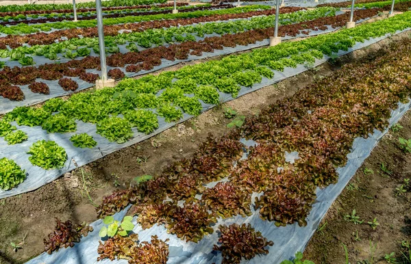 农场里的绿色蔬菜床 — 图库照片
