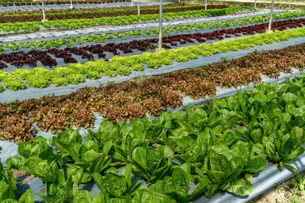 Кровать Зеленых Овощей Ферме — стоковое фото