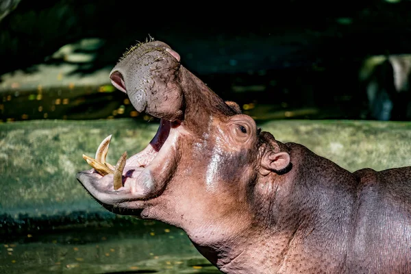 Närbild Flodhäst Huvud Öppning Mun — Stockfoto