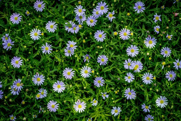 Flores Azuis Folhas Verdes Fundo — Fotografia de Stock