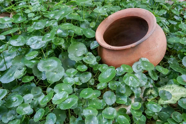 Centella Asiatica Herbes Avec Pot Argile — Photo