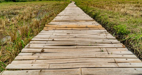 Passarela Bambu Campo Tailândia — Fotografia de Stock