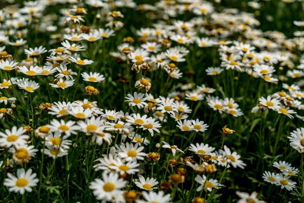 Imagem Flores Brancas Margarida — Fotografia de Stock