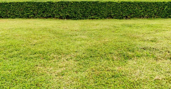 Green grass with trimmed plants hedge in the park