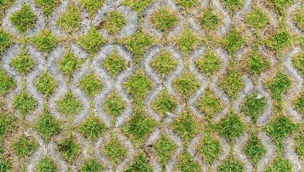 Betonnen Blok Vloer Met Groen Gras — Stockfoto