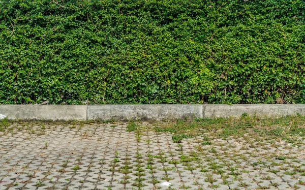 Πράσινος Φράχτης Τσιμεντόδρομο — Φωτογραφία Αρχείου