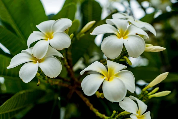 Plumeria Flores Con Hojas Verdes Fondo — Foto de Stock