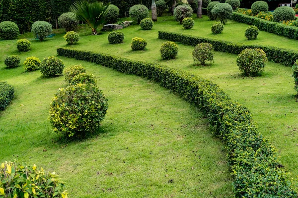 Cespuglio Rasato Con Prato Verde Giardino — Foto Stock