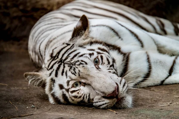 Närbild Bild Ensam Vit Tiger Liggande Marken — Stockfoto