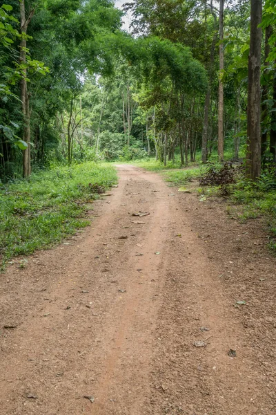 Polvere Strada Campagna Con Alberi Verdi — Foto Stock