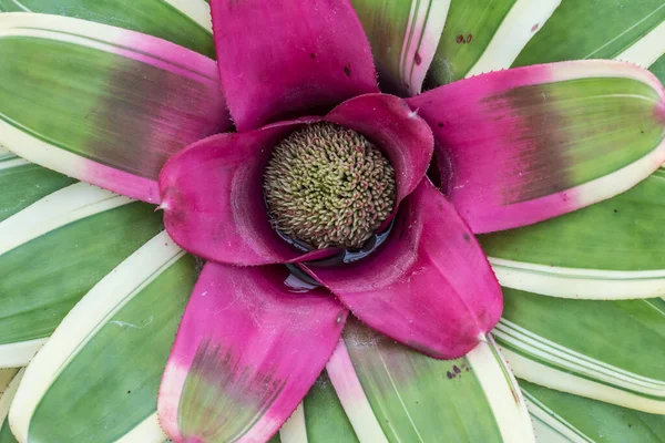 Κάτοψη Του Bromeliaceae — Φωτογραφία Αρχείου