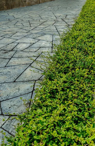 Concrete Pathway Green Trimmed Bush Hedge Park — Stock Photo, Image