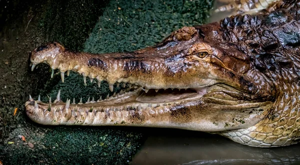 Malayan Gharial Closeup Image Crocodile Zoo — Stock Photo, Image