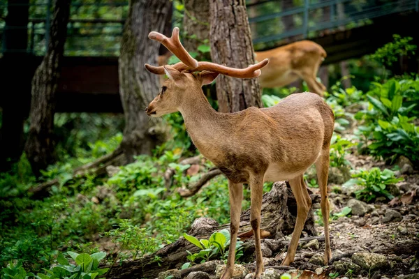 Imagem Veados Machos Jardim Zoológico — Fotografia de Stock