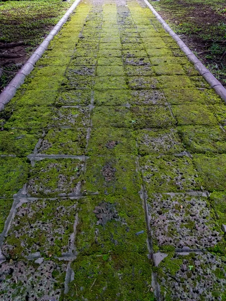 公園内に緑色の苔を持つラテライトブロック経路 — ストック写真