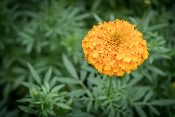 Orange Ringelblume Blume Auf Grünen Blättern Hintergrund — Stockfoto