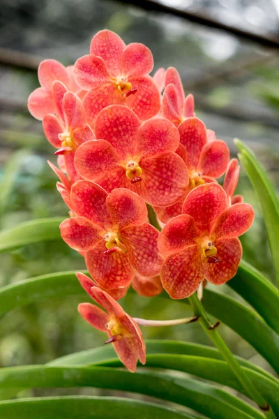 Orchidée Orangée Avec Des Feuilles Vertes Fond Flou — Photo