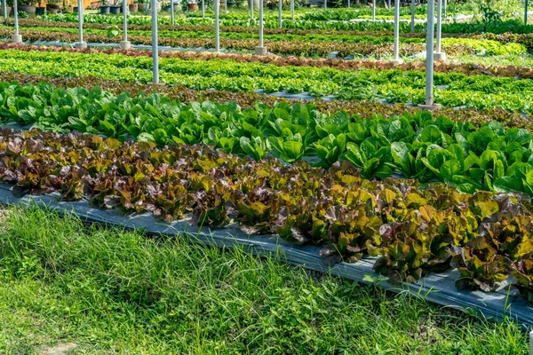 农场里的绿色蔬菜床 — 图库照片