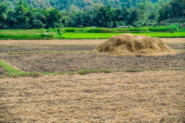 Dry Paddy Filed Thailand — Stock Photo, Image