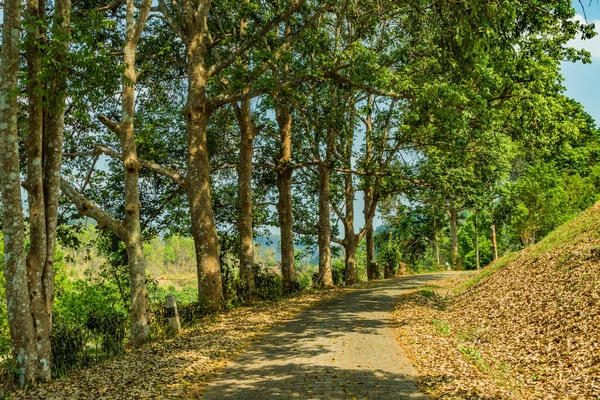 Concrete block road with green trees in the park