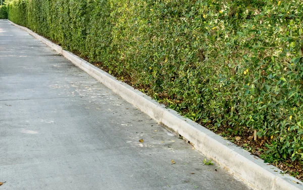 Vista Panoramica Della Siepe Verde Recinzione Con Strada Cemento — Foto Stock