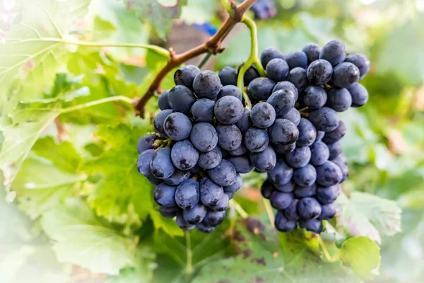 Druvor Gäng Suddiga Gröna Blad Bakgrund — Stockfoto