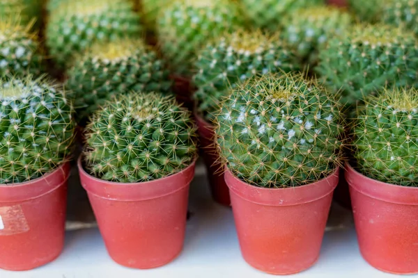 Primer Plano Cactus Verde Maceta Plástico Marrón —  Fotos de Stock