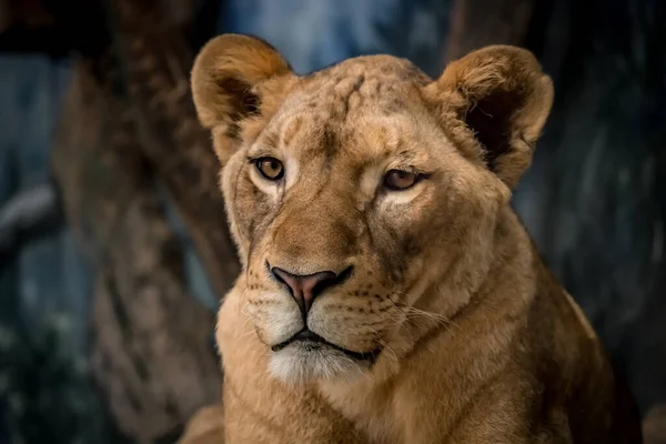 雌ライオン地上の雌ライオン — ストック写真