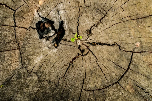 Baumquerschnitt Textur Mit Grünem Bäumchen — Stockfoto