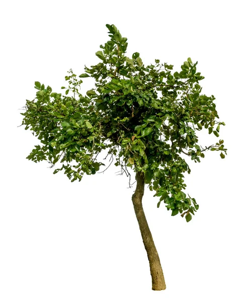 Albero Verde Isolato Sfondo Bianco — Foto Stock