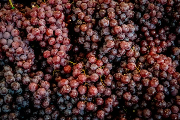 Montón Racimo Uvas Violetas —  Fotos de Stock