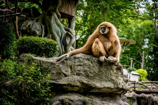 Brauner Gibbon Sitzt Zoo Auf Einem Felsen — Stockfoto