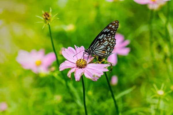 Mariposa Sobre Flores Con Hojas Verdes Fondo — Foto de Stock