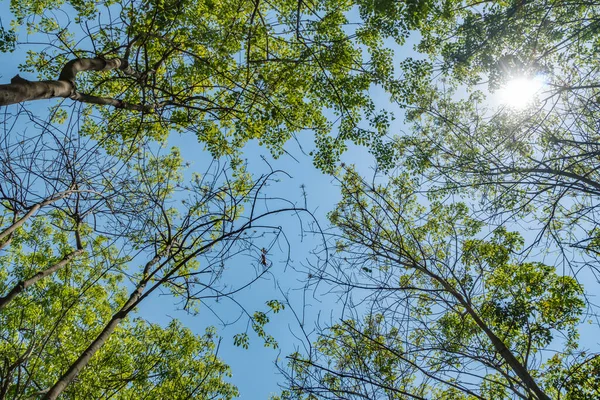 Vrchol Zelených Stromů Pohled Zdola Modrou Oblohou — Stock fotografie